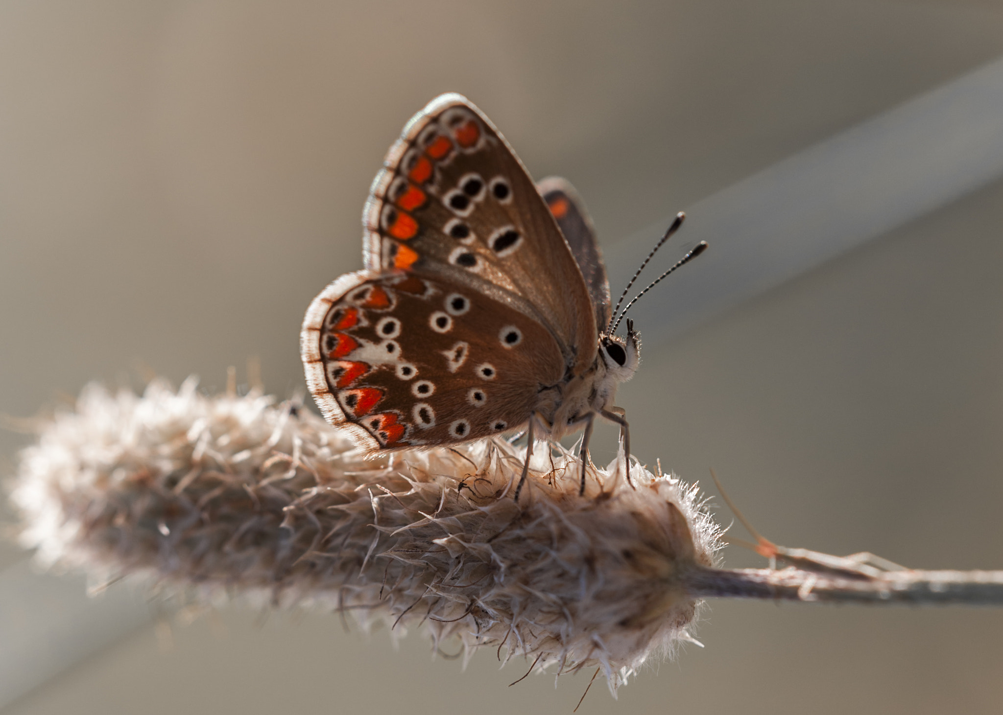 Sigma APO Macro 180mm F3.5 EX DG HSM sample photo. Princesita photography