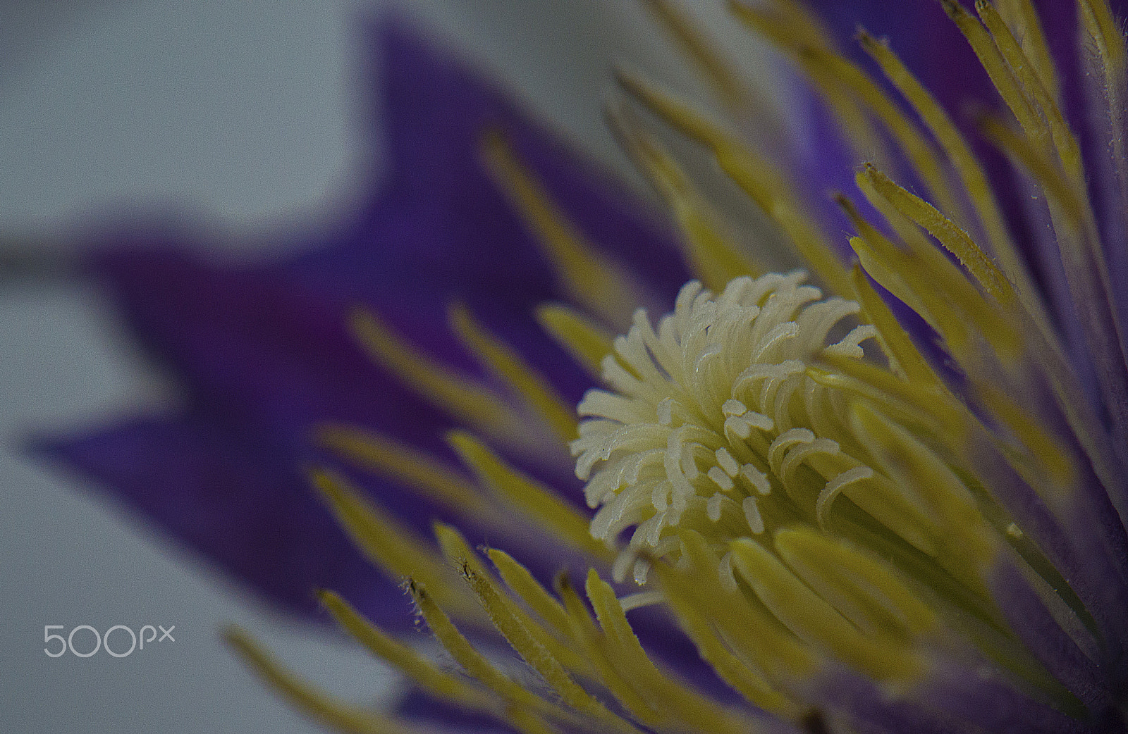 Nikon AF-S DX Micro-Nikkor 85mm F3.5G ED VR sample photo. Jellyfish? photography