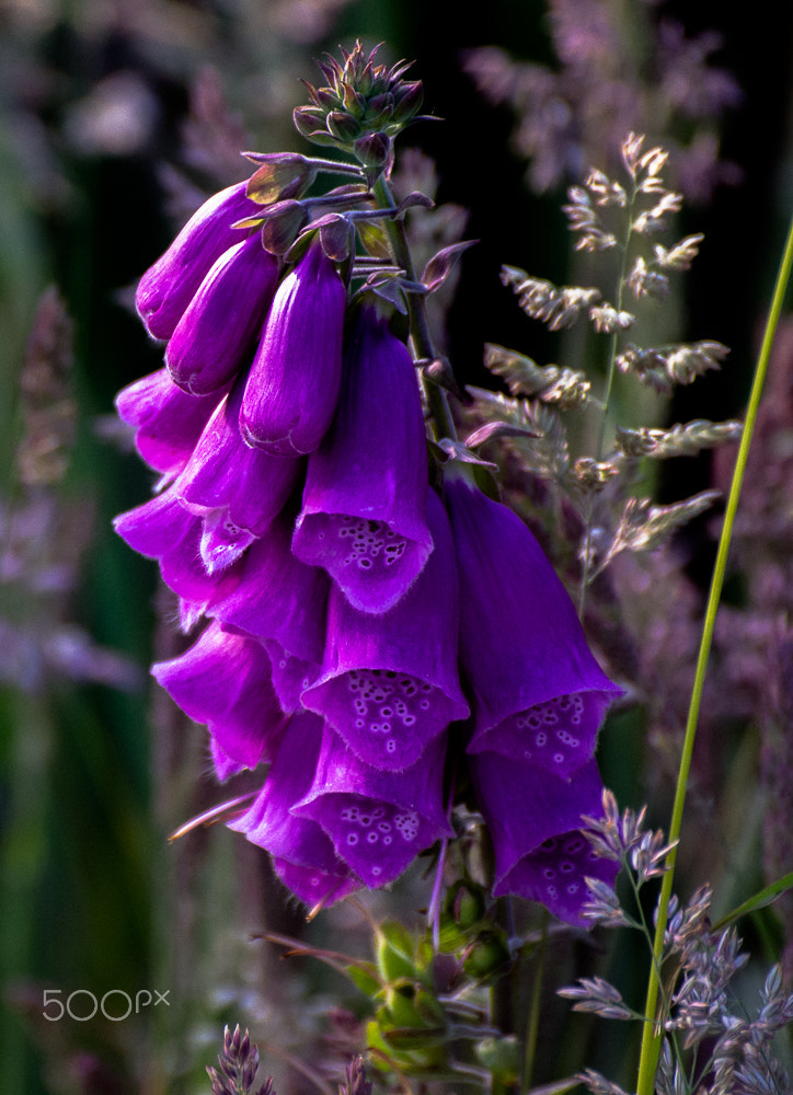 Nikon D3100 + Sigma 70-300mm F4-5.6 DG OS sample photo. Fox glove photography