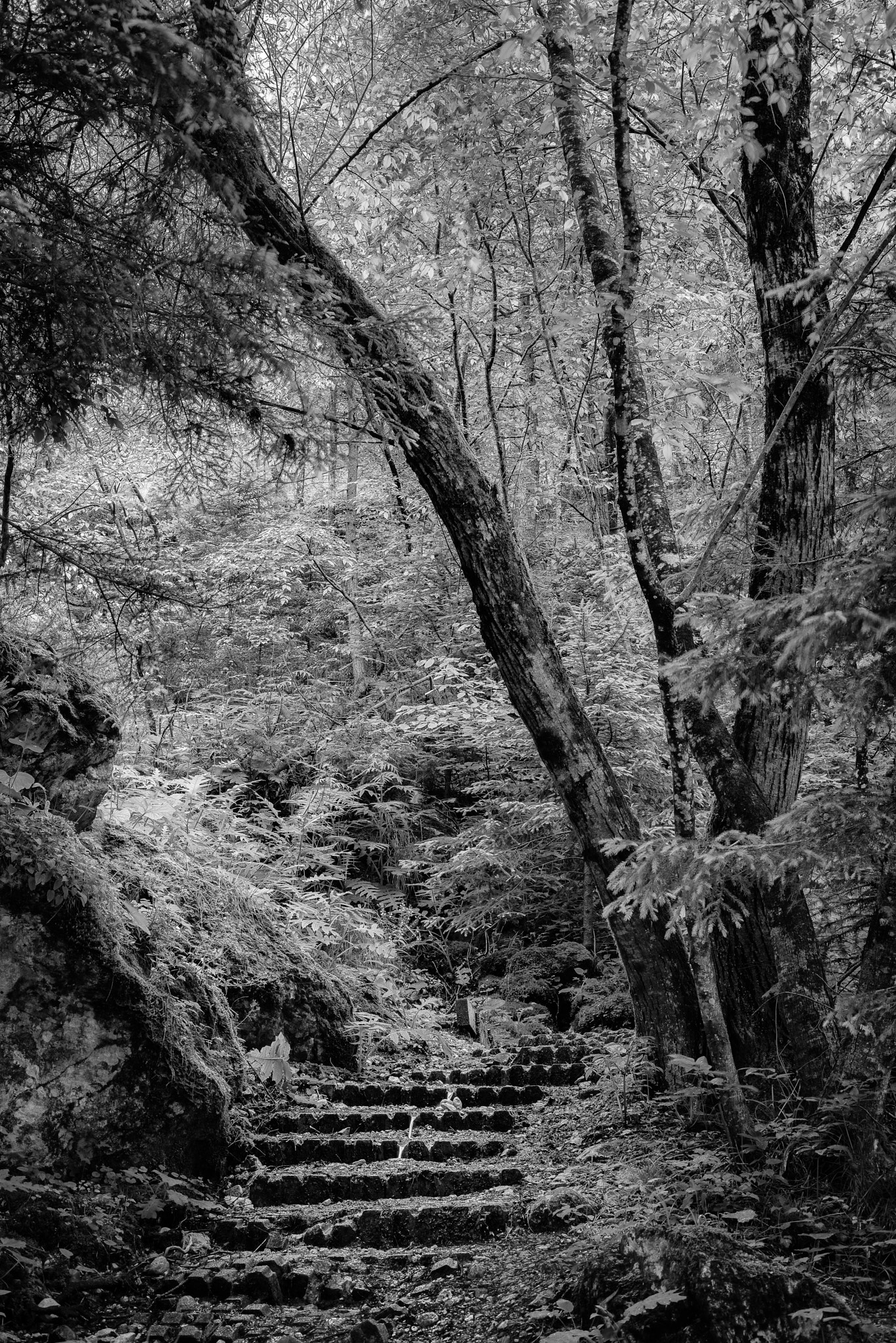 ZEISS Makro-Planar T* 50mm F2 sample photo. Woods above molveno photography