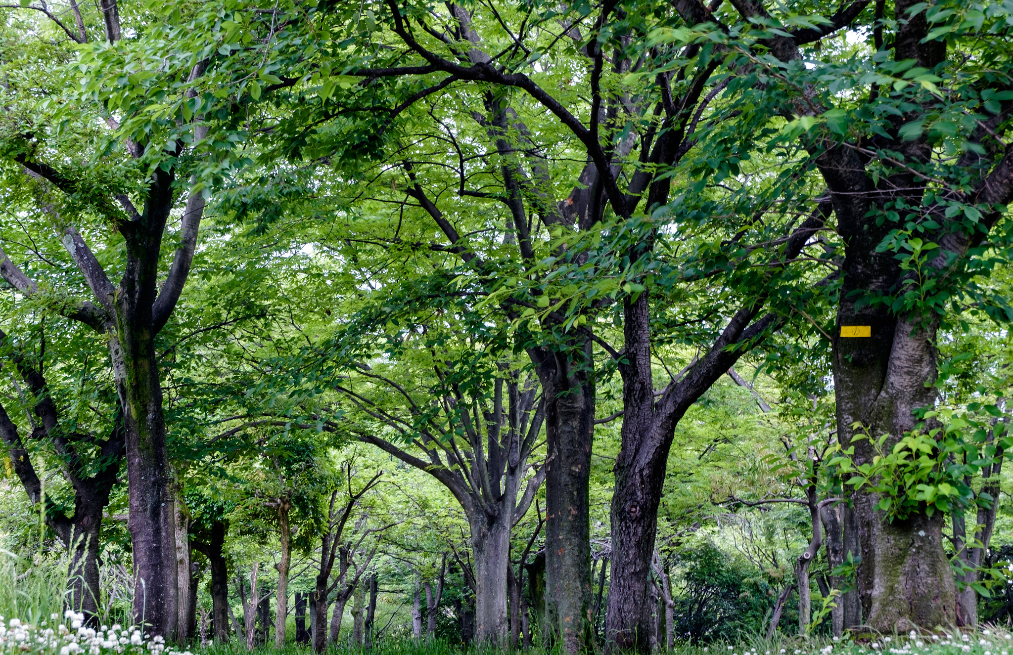 Fujifilm XC 16-50mm F3.5-5.6 OIS II sample photo. Park near osaka castle photography