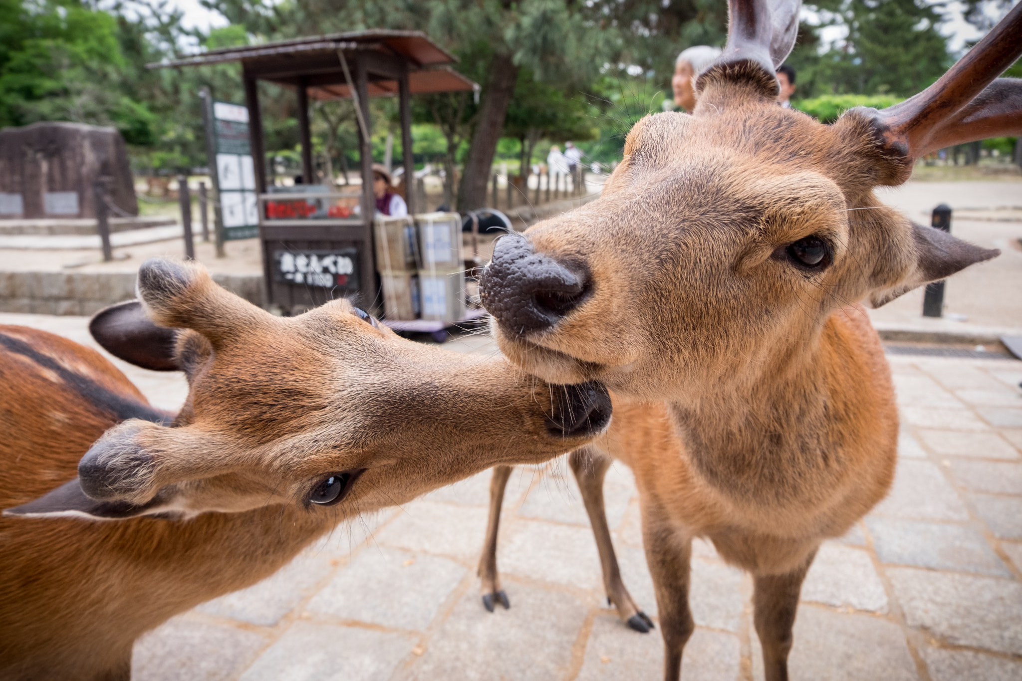Fujifilm XC 16-50mm F3.5-5.6 OIS II sample photo. Shika deers photography