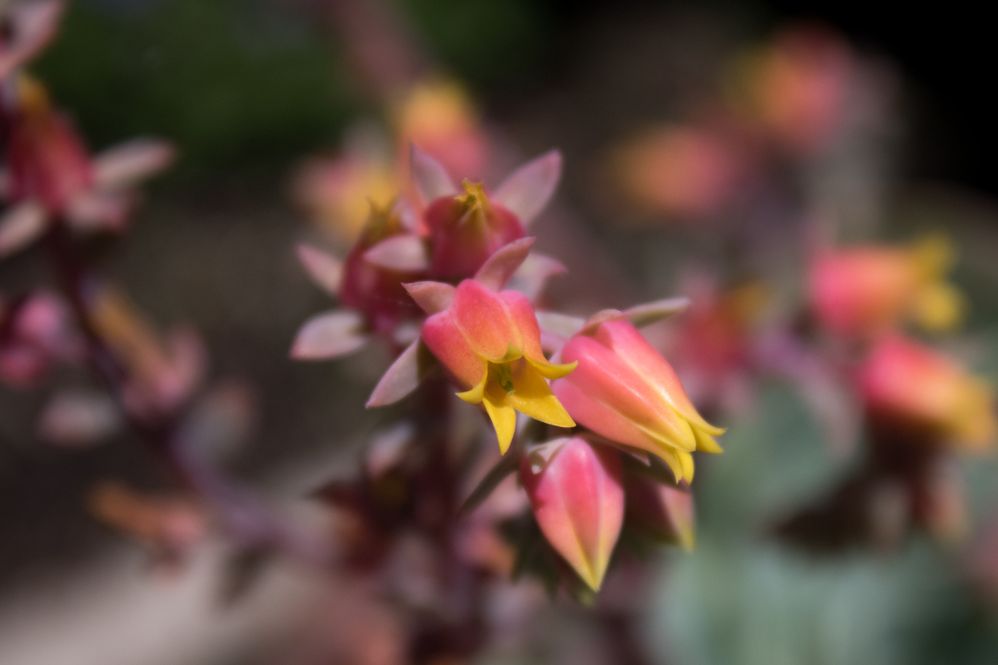 Canon EOS 7D Mark II + Canon EF-S 18-55mm F3.5-5.6 IS sample photo. Pink and yellow photography