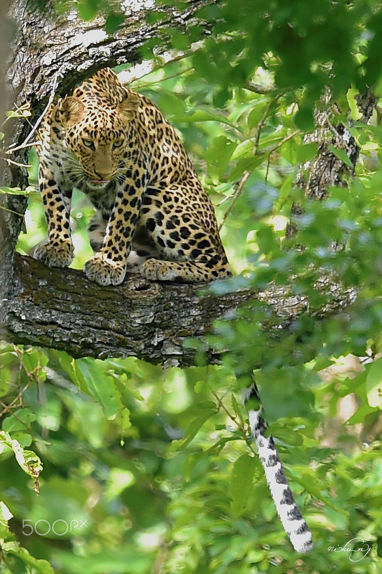 Nikon AF-S Nikkor 400mm F2.8E FL ED VR sample photo. Lip smack good photography