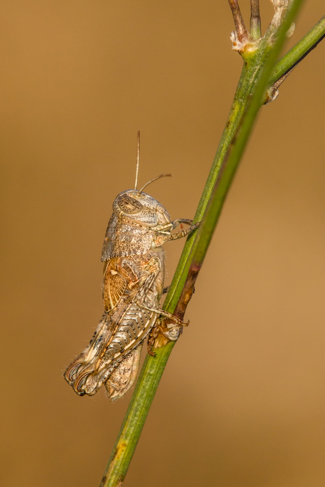 Tamron SP AF 180mm F3.5 Di LD (IF) Macro sample photo. Grasshopper photography