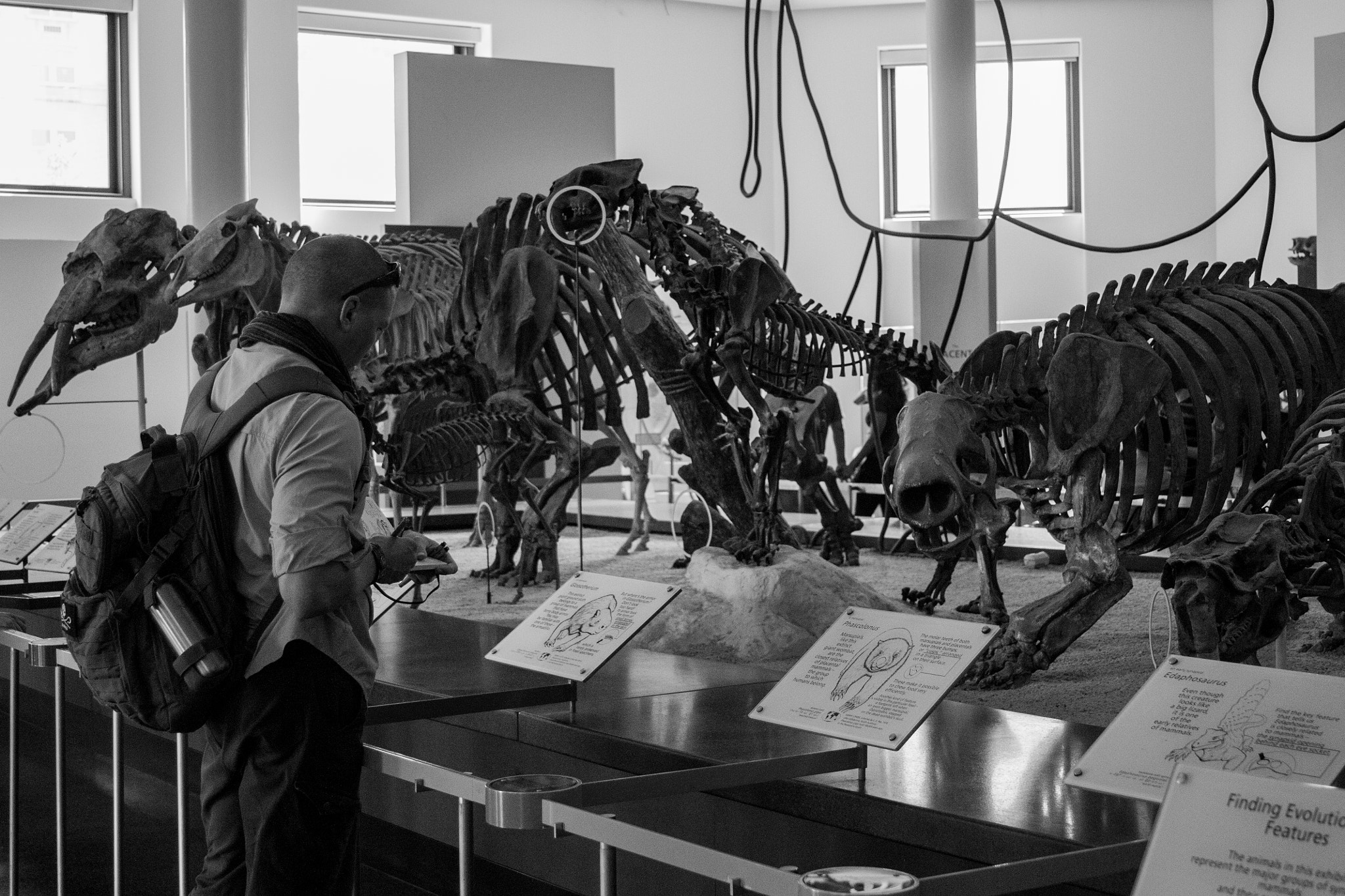 Canon EF 28-135mm F3.5-5.6 IS USM sample photo. Dinosaur hunter photography