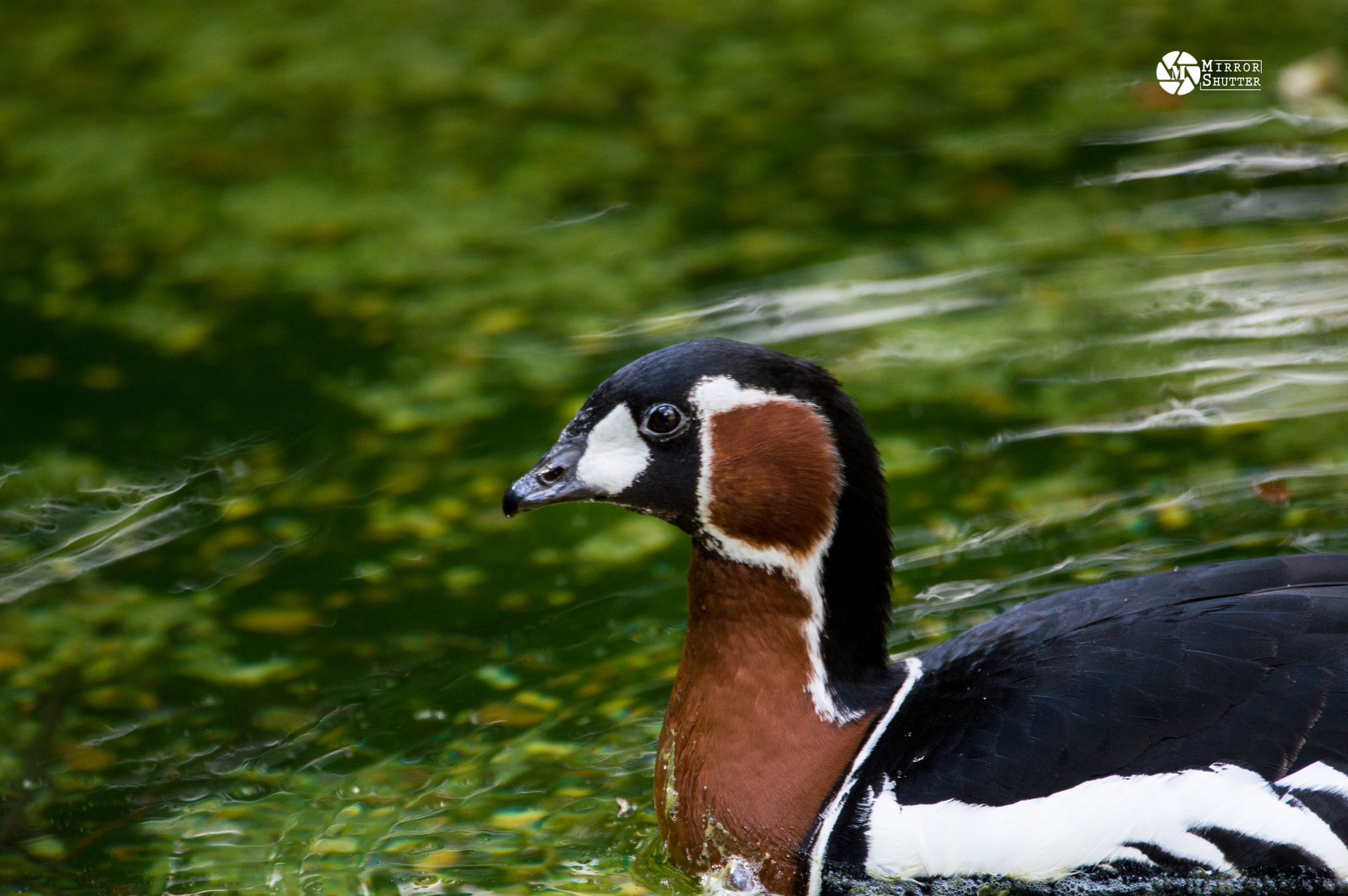 Sigma 150-600mm F5-6.3 DG OS HSM | C sample photo. Duck photography