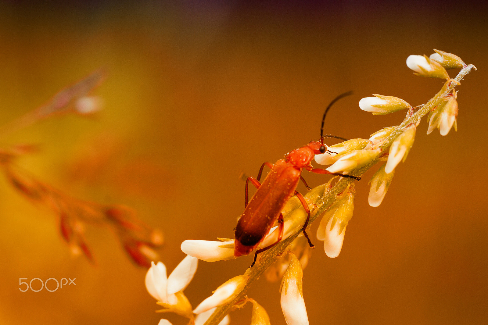 Sigma 50mm f/1.4 EX DG HSM + 1.4x sample photo. Climbing photography