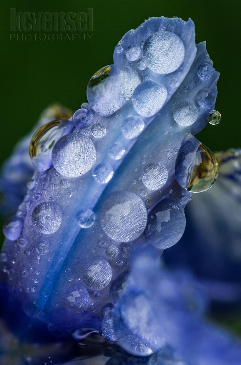Pentax smc D-FA 100mm F2.8 Macro WR sample photo. Clinging photography