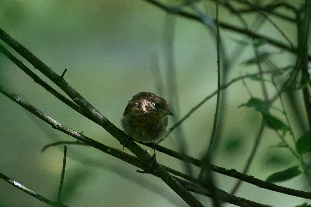 Nikon D3100 + Sigma 70-300mm F4-5.6 DG OS sample photo. Bird 19/6/16 photography