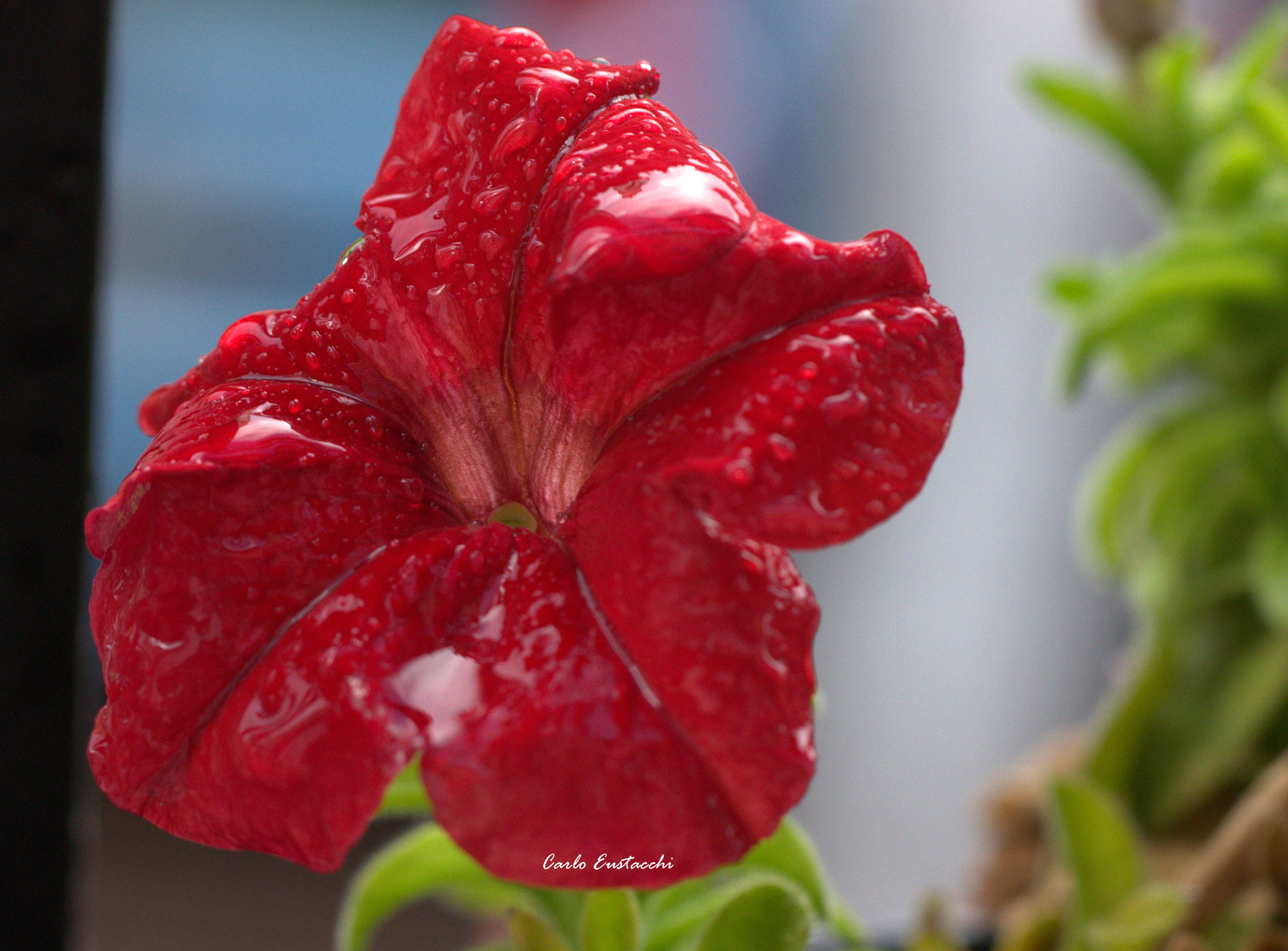 Canon EOS 60D + Tamron SP AF 60mm F2 Di II LD IF Macro sample photo. Under the rain photography