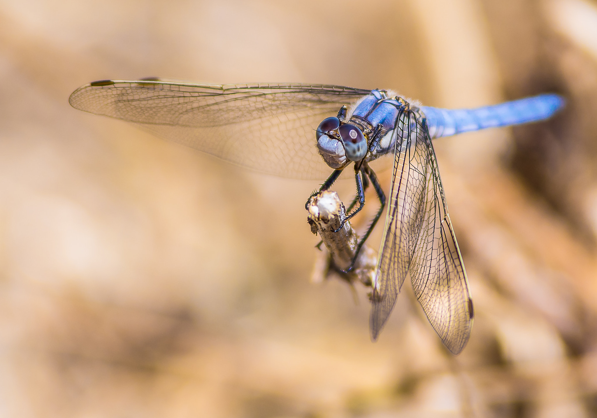 Pentax K-3 II sample photo. Libellule bleu photography