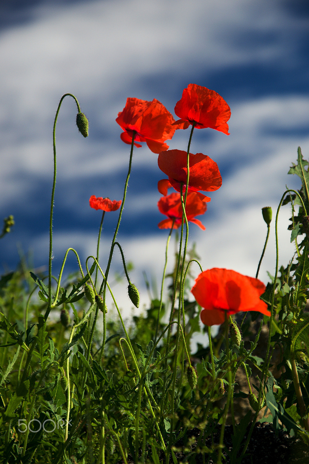 18.00 - 105.00 mm f/3.5 - 5.6 sample photo. Common poppy (papaver rhoeas) photography