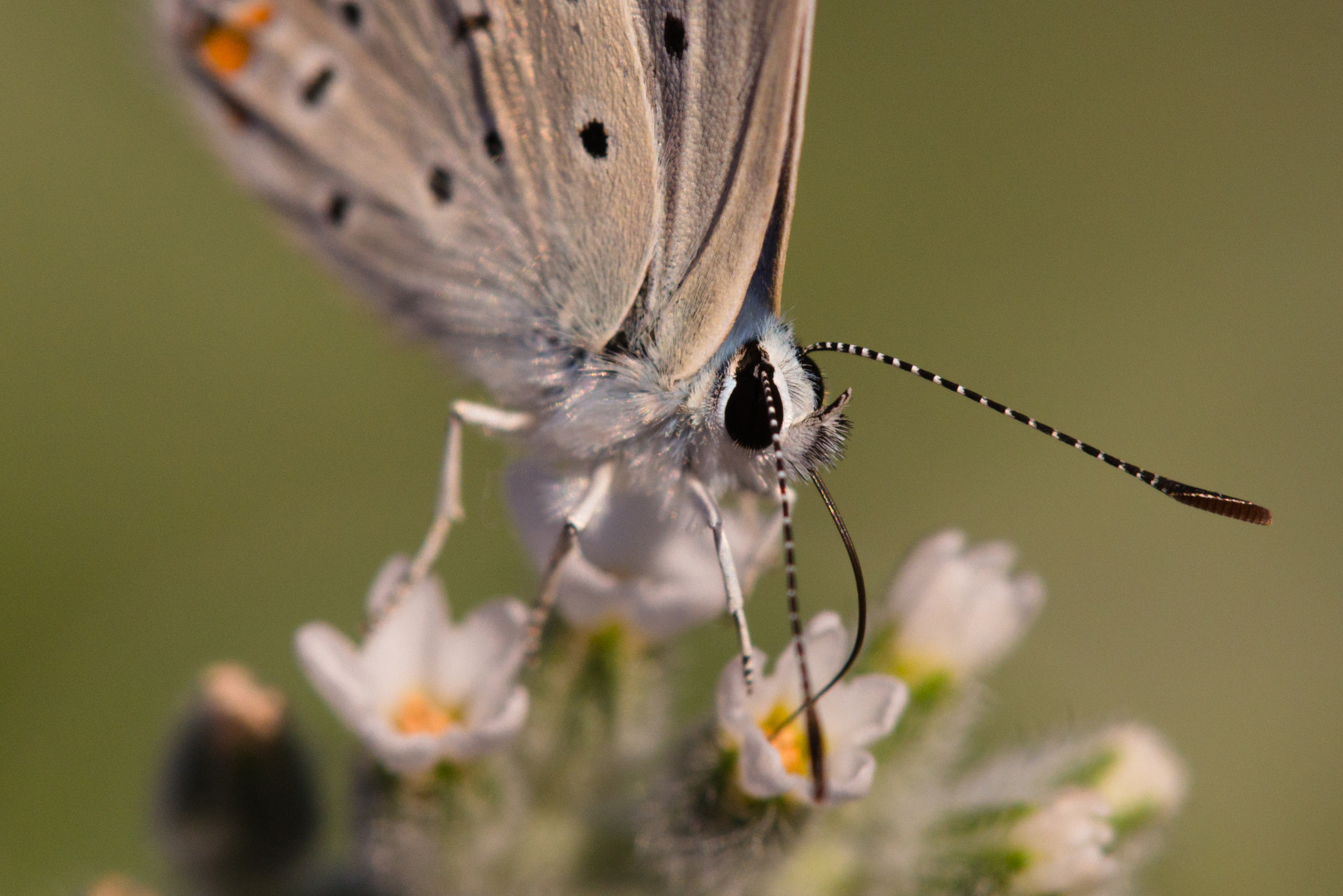 Canon EOS 60D + Tamron SP AF 180mm F3.5 Di LD (IF) Macro sample photo. Common blue photography