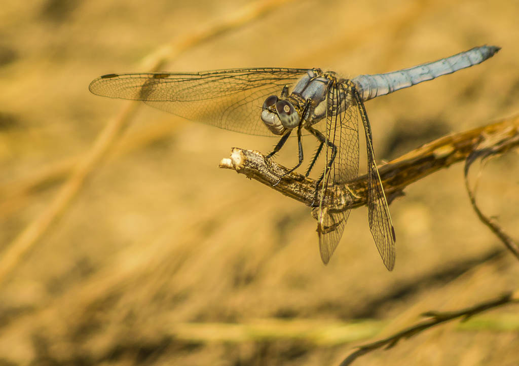 Pentax K-5 II + Pentax smc DA 55-300mm F4.0-5.8 ED sample photo. Libellule bleue photography