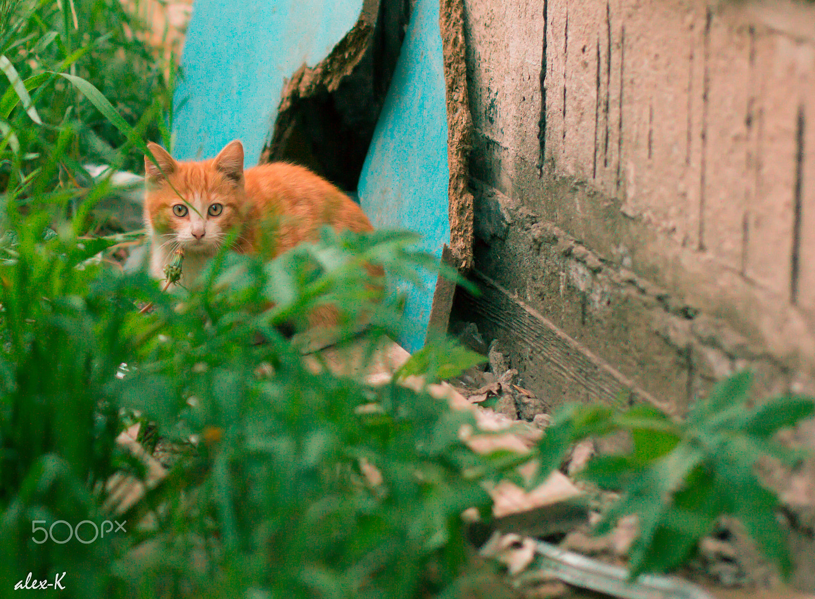 Canon EOS 60D + Canon EF 50mm F1.4 USM sample photo. (Бездомный котёнок) photography