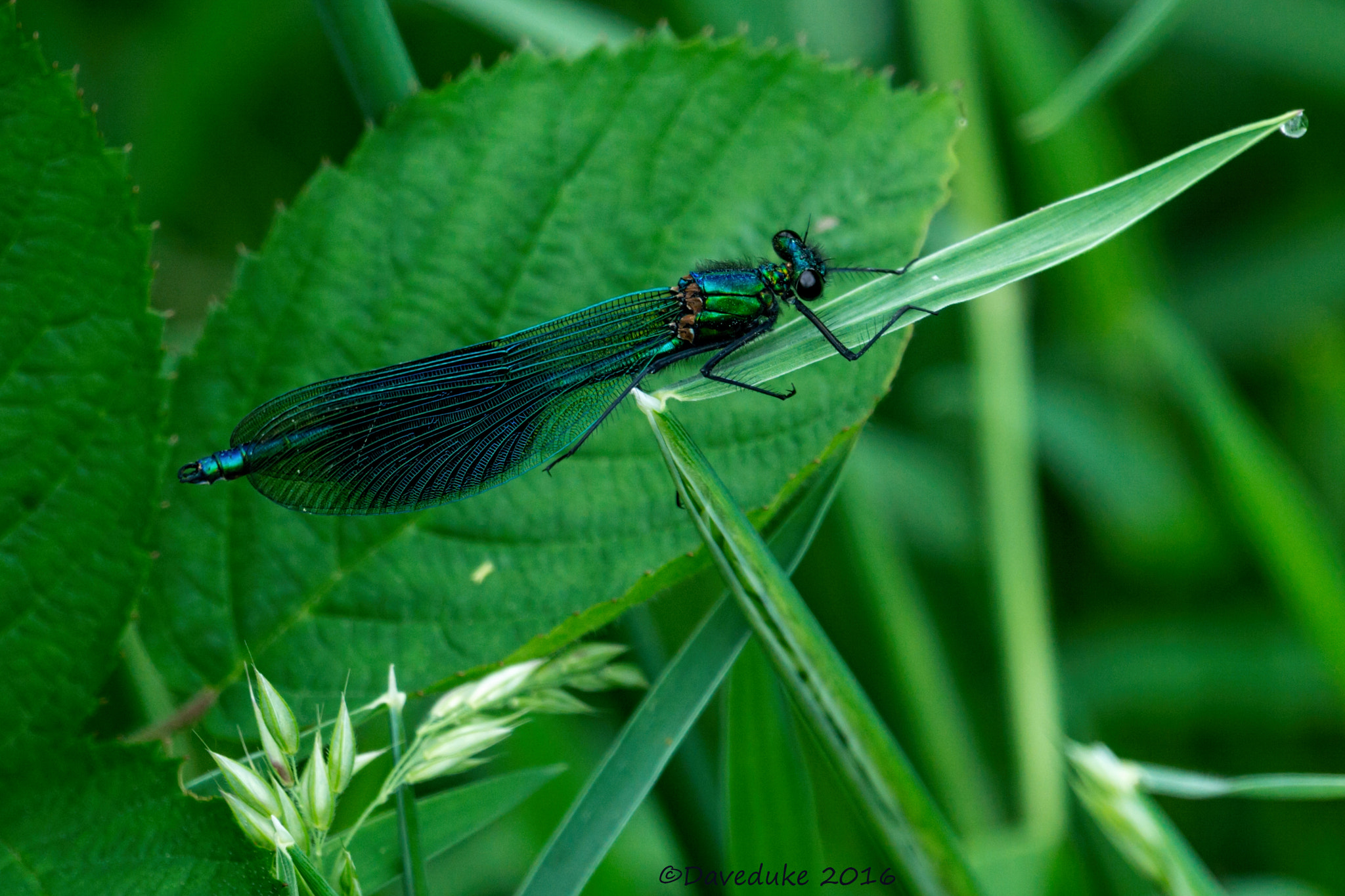 Sony FE 70-300mm F4.5-5.6 G OSS sample photo. Damselfly photography
