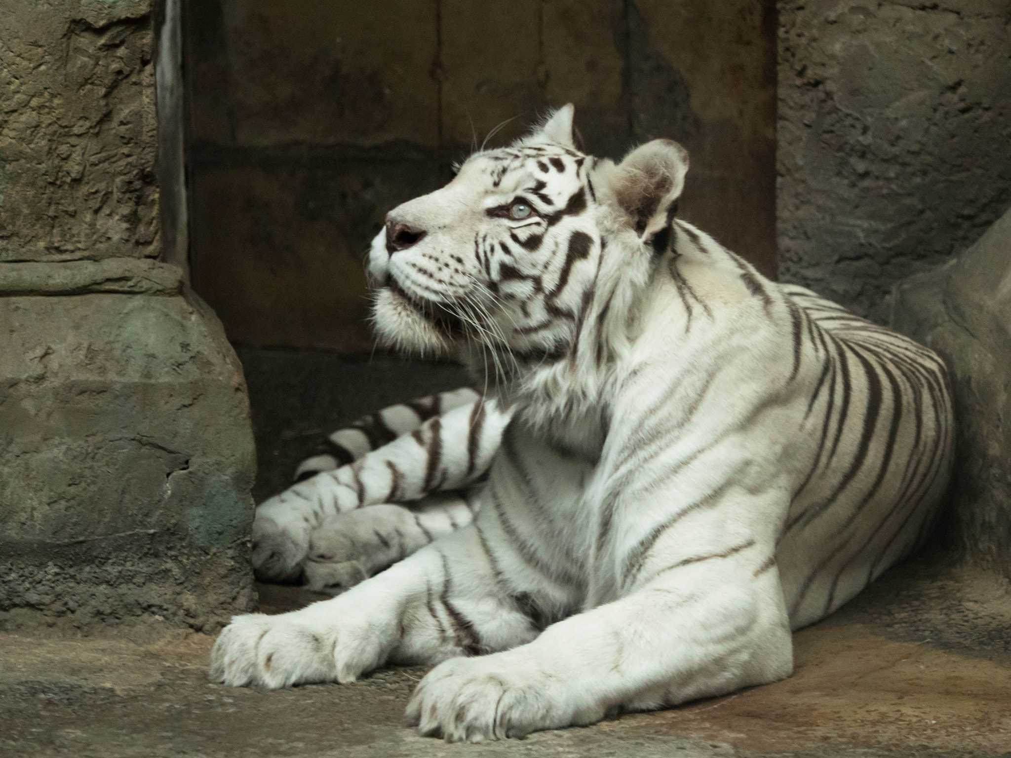 Panasonic Lumix DMC-GH4 + Olympus M.Zuiko Digital ED 40-150mm F2.8 Pro sample photo. Sight of tiger photography