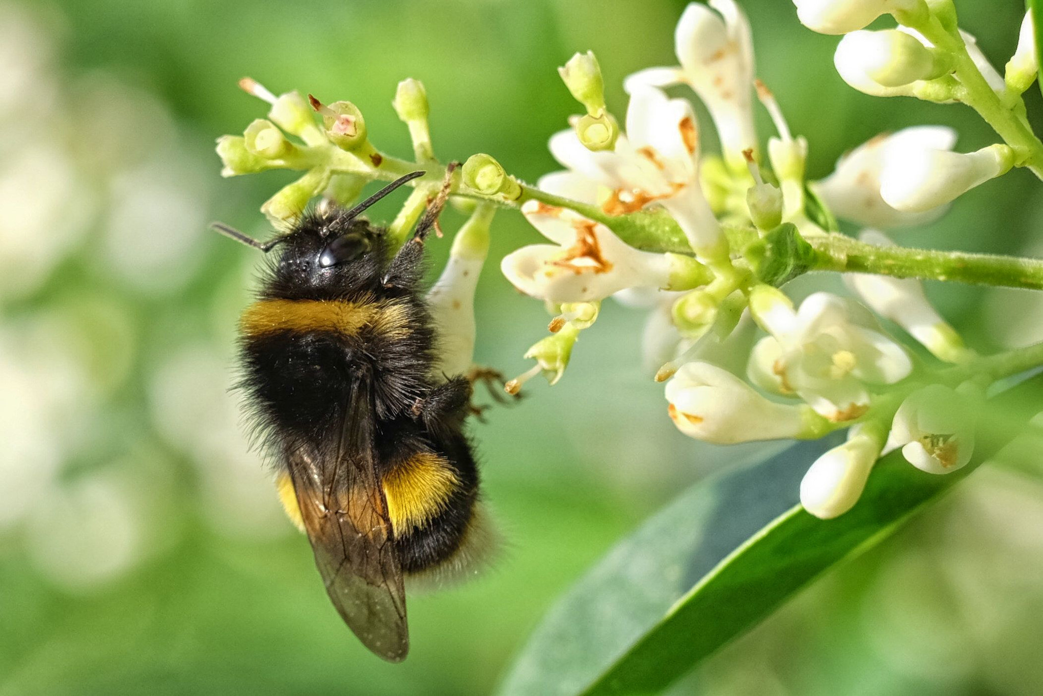 Fujifilm X-M1 + Fujifilm XC 50-230mm F4.5-6.7 OIS sample photo. Bumblebee photography