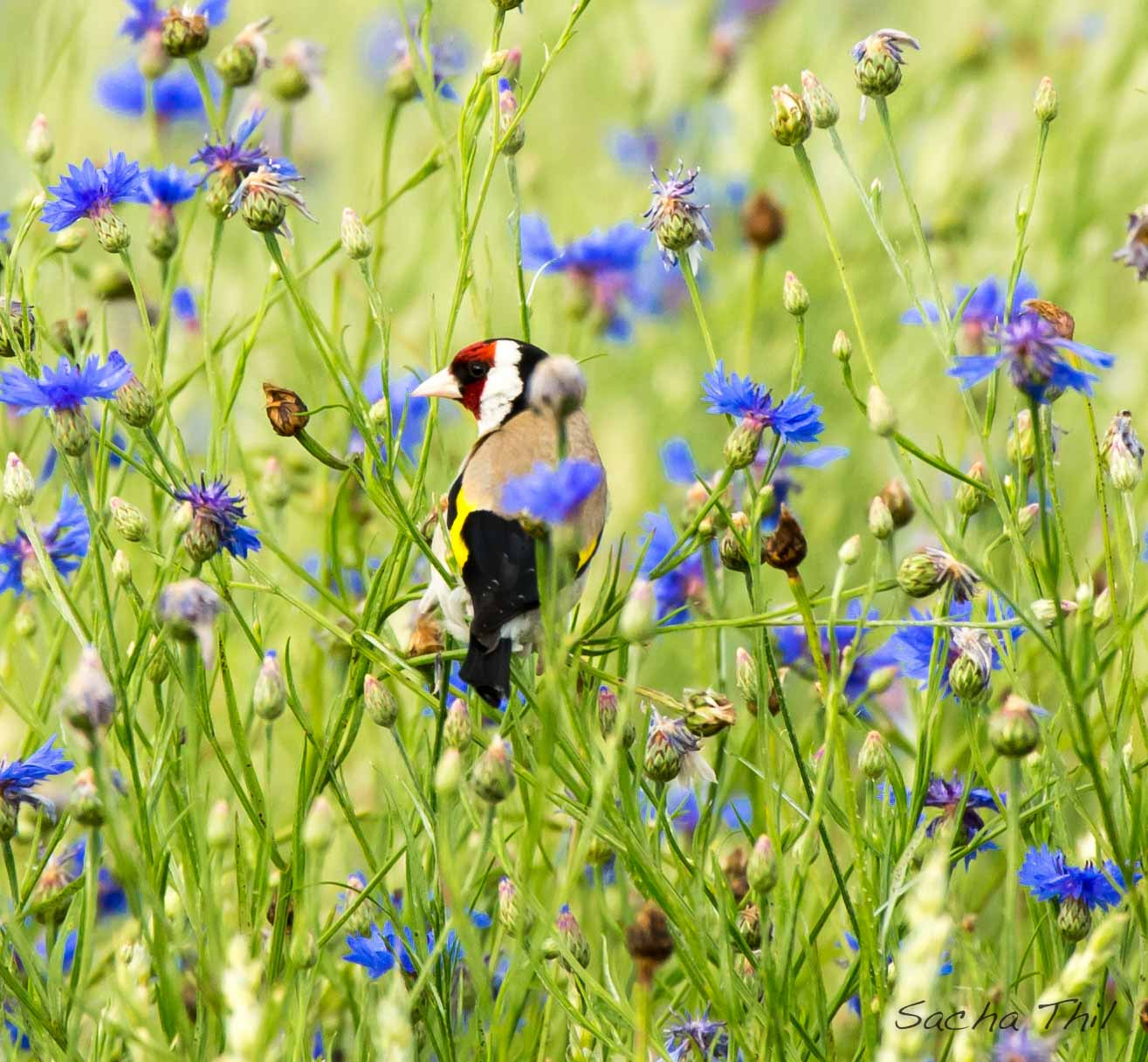 Canon EF 300mm F2.8L IS USM sample photo. Nice colours photography