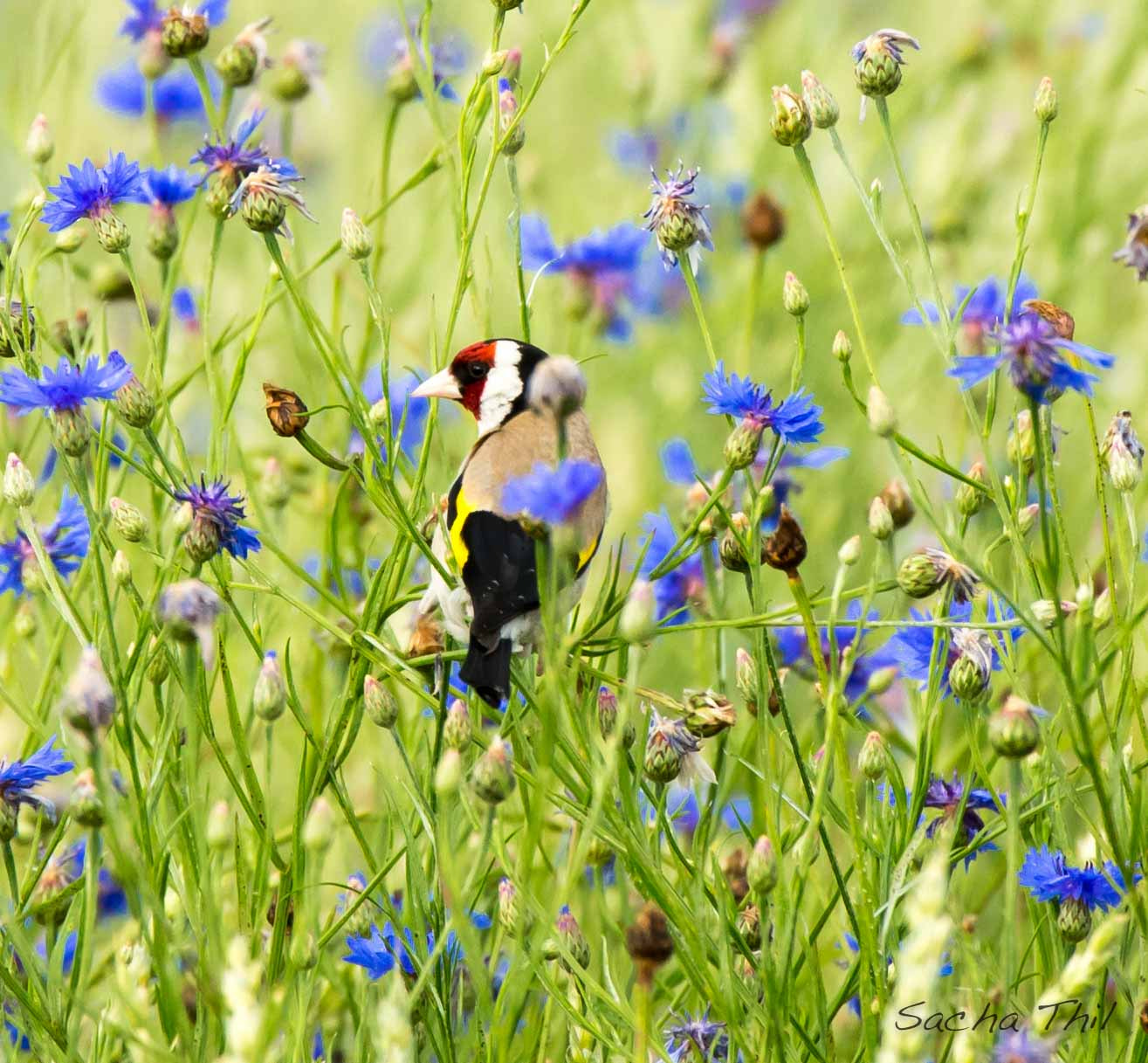 Canon EOS-1D X + Canon EF 300mm F2.8L IS USM sample photo. Nice colours photography