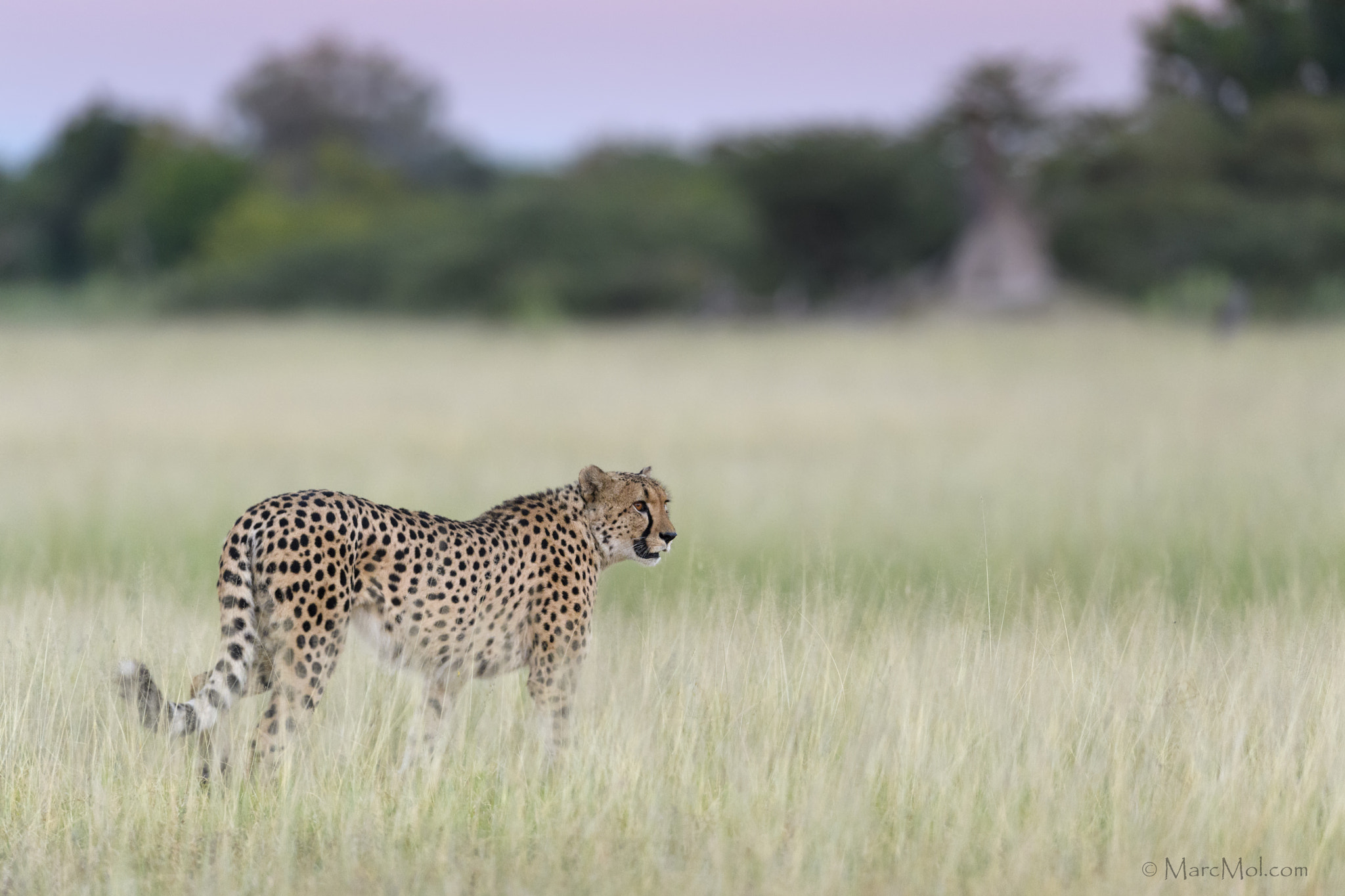 Nikon AF-S Nikkor 400mm F2.8E FL ED VR sample photo. Hunting @ dawn. photography