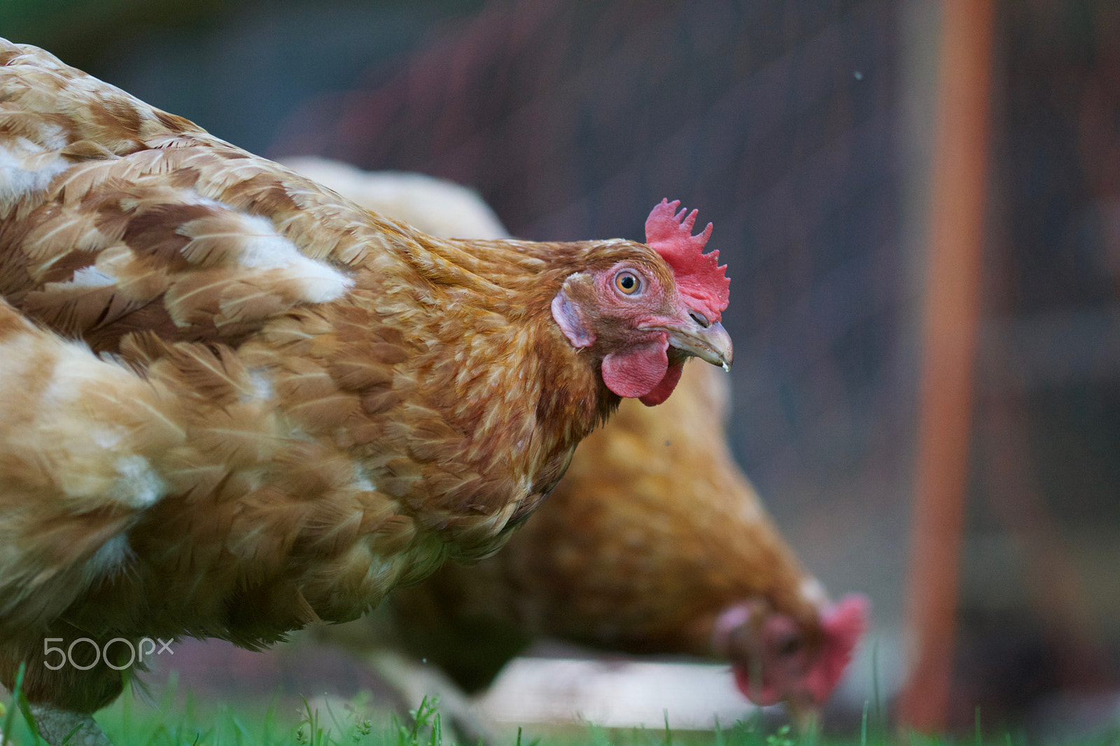 Sony ILCA-77M2 sample photo. The hen in the garden photography