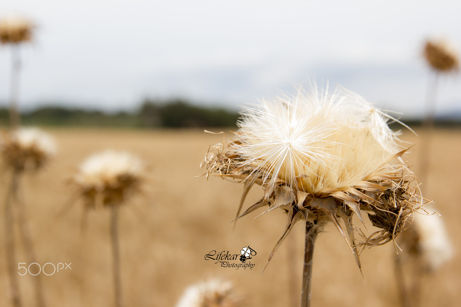 Sigma 17-70mm F2.8-4 DC Macro OS HSM sample photo. Esperando el verano photography