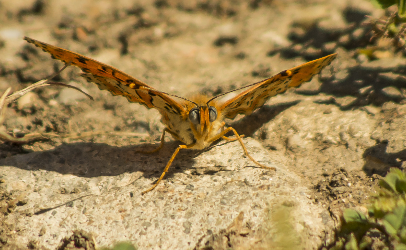 Pentax K-5 II sample photo. Rencontre avec un papillon photography