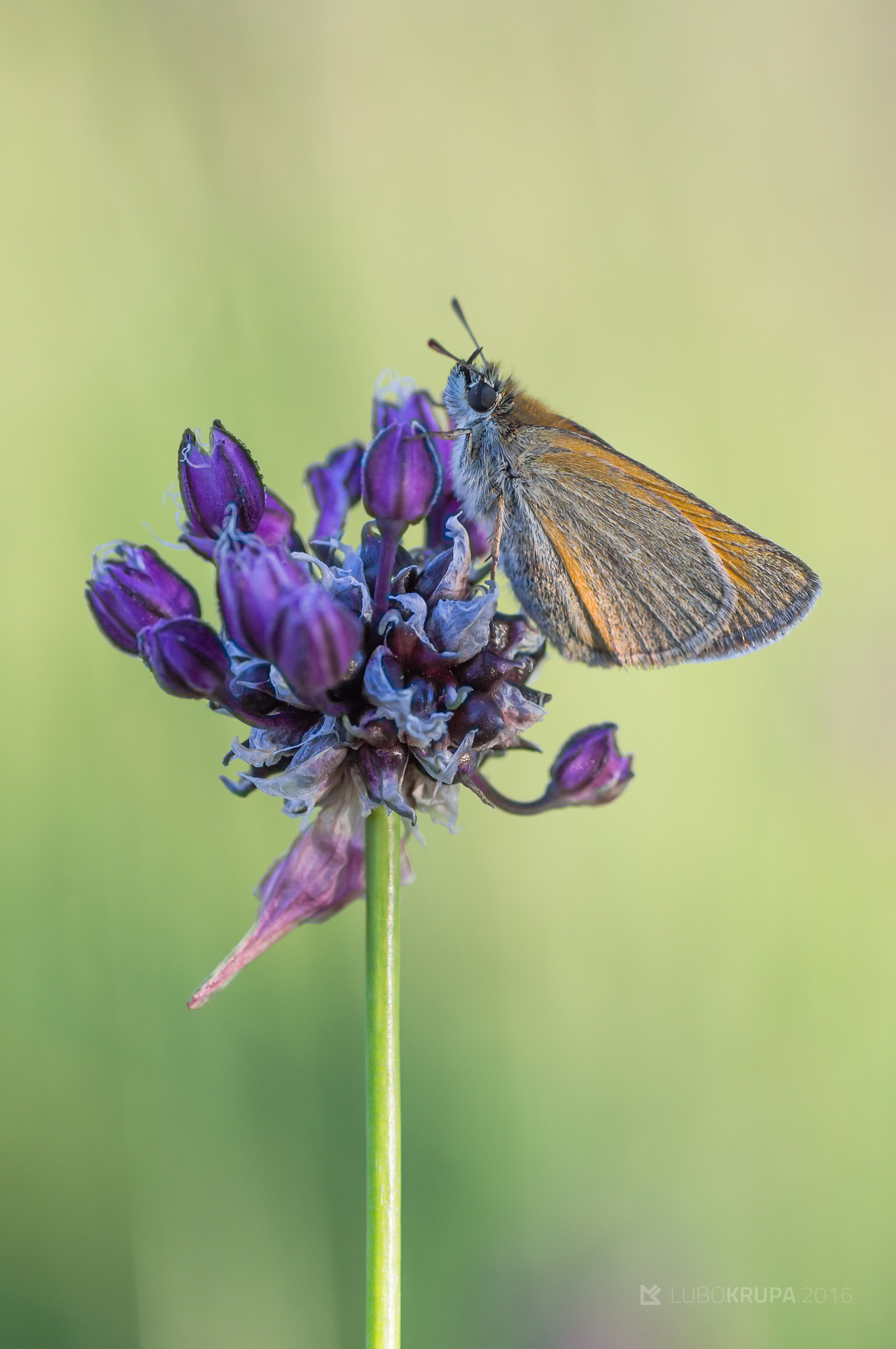 Pentax K-r + Tamron SP AF 90mm F2.8 Di Macro sample photo. Thymelicus sylvestris photography