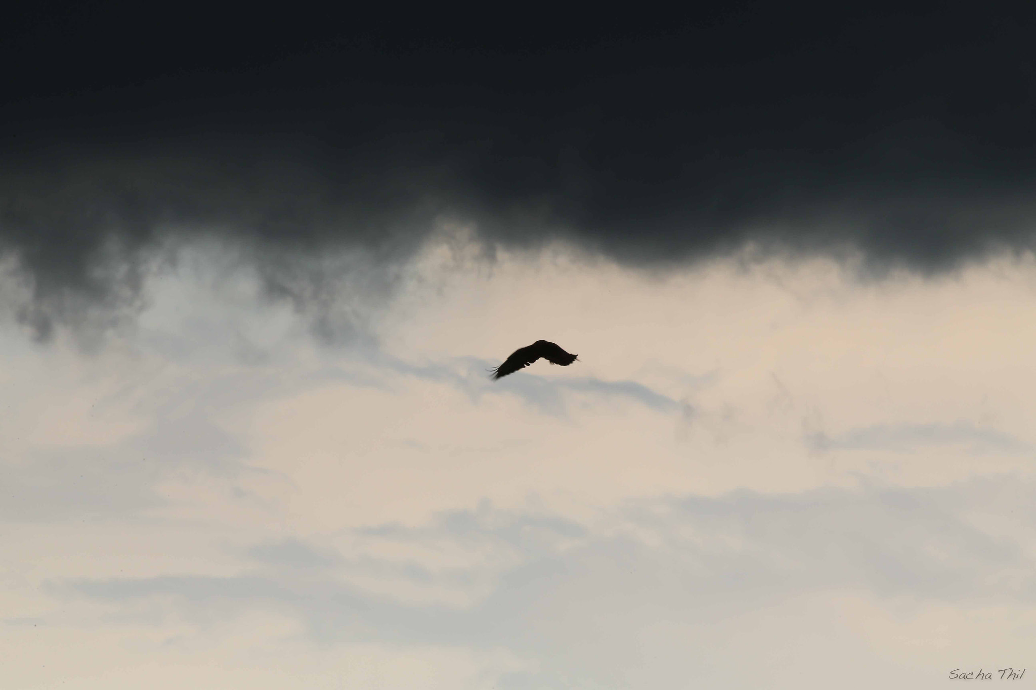 Canon EF 300mm F2.8L IS USM sample photo. Falcon under a thunderstorm photography