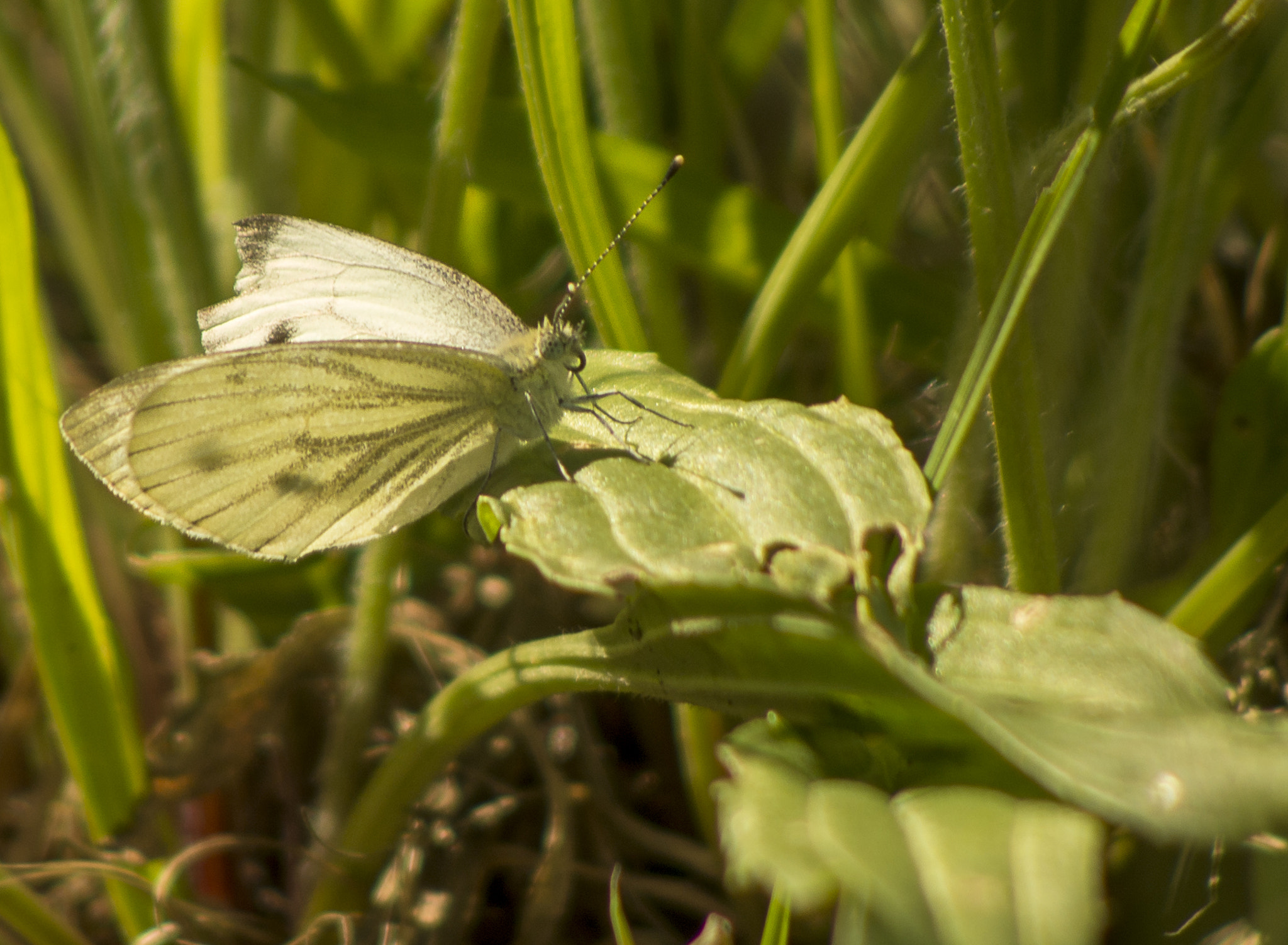 Pentax K-5 II sample photo. Rencontre avec les papillons photography