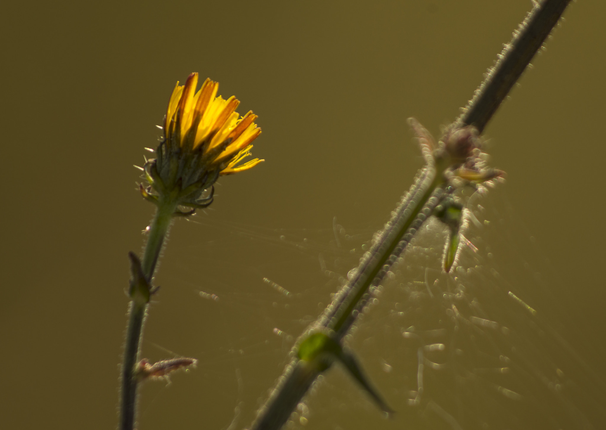 Pentax smc DA 55-300mm F4.0-5.8 ED sample photo. Reflet du soleil dans les fleurs sauvages photography