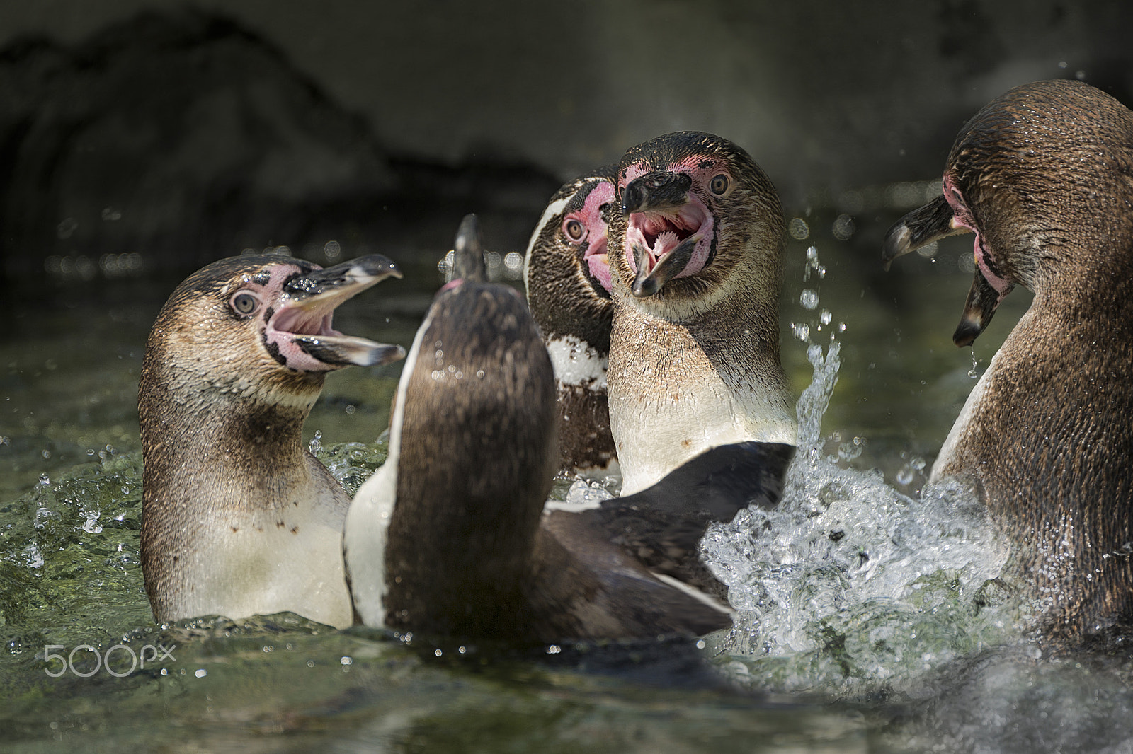 Nikon D3S sample photo. Fighting penguins photography