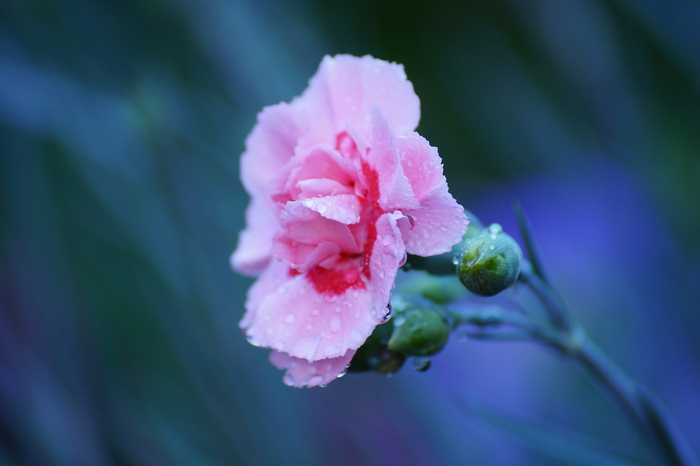 Sony DT 55-300mm F4.5-5.6 SAM sample photo. Summer rain photography