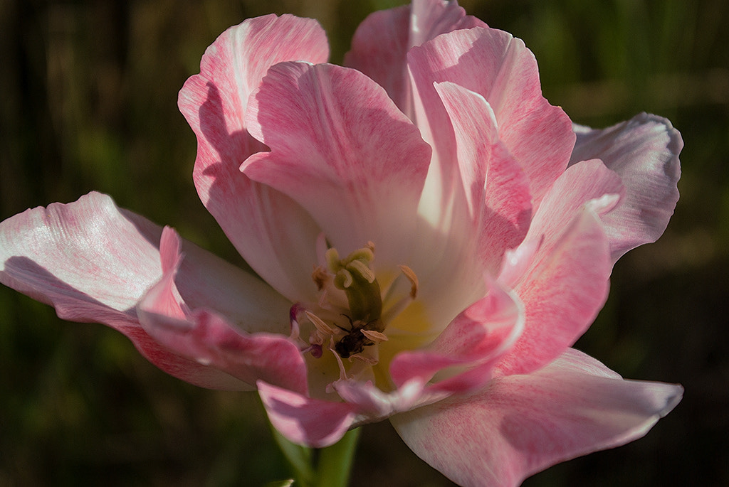 Pentax smc DA 18-55mm F3.5-5.6 ED AL II (IF) sample photo. ..... photography
