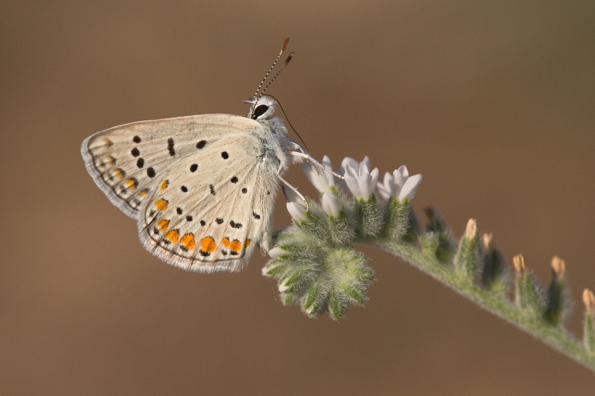 Tamron SP AF 180mm F3.5 Di LD (IF) Macro sample photo. Common blue photography