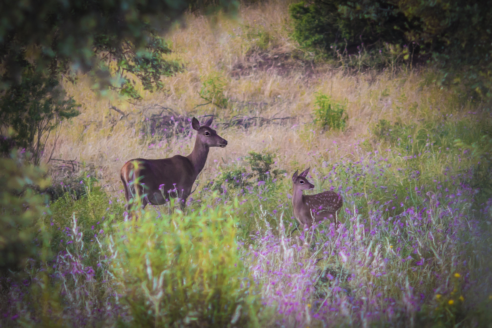 Canon EOS 70D + Canon EF 135mm F2L USM sample photo. Deer and son photography