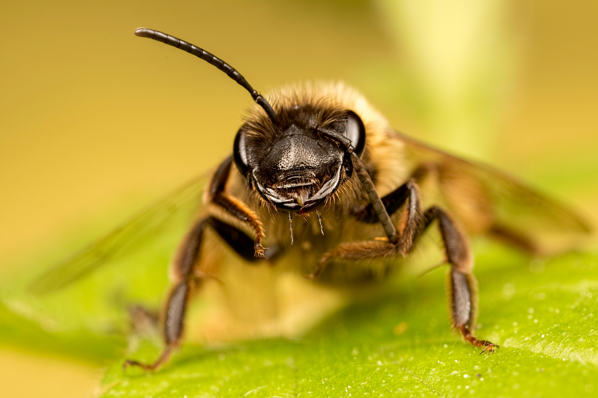 Canon MP-E 65mm F2.5 1-5x Macro Photo sample photo. Well it was like this... photography