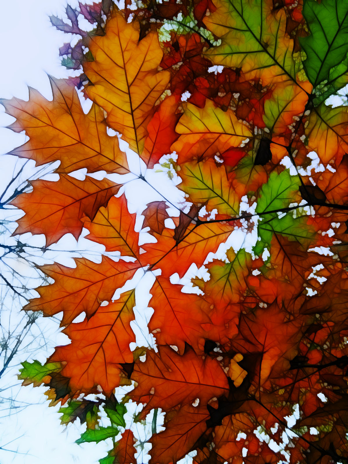 HUAWEI G620S-L01 sample photo. Amleto photography