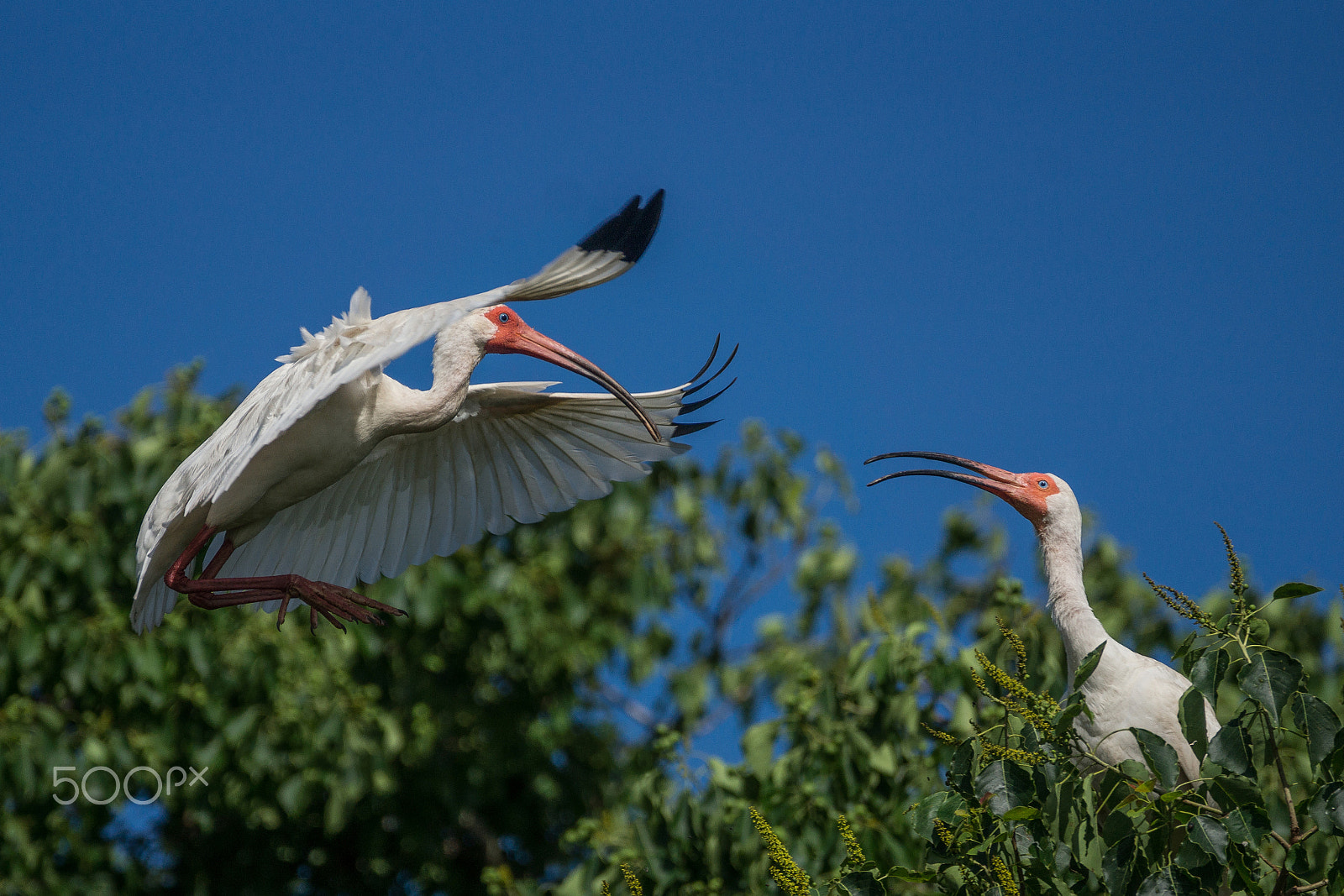 Sony 70-300mm F4.5-5.6 G SSM sample photo. Greetings! photography