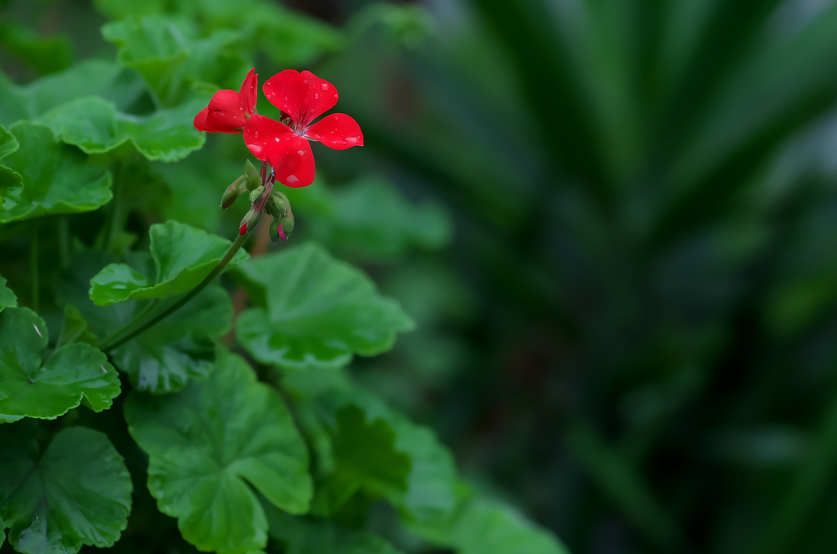 Pentax K-50 + Pentax smc D-FA 100mm F2.8 Macro WR sample photo. Zeranyumu photography