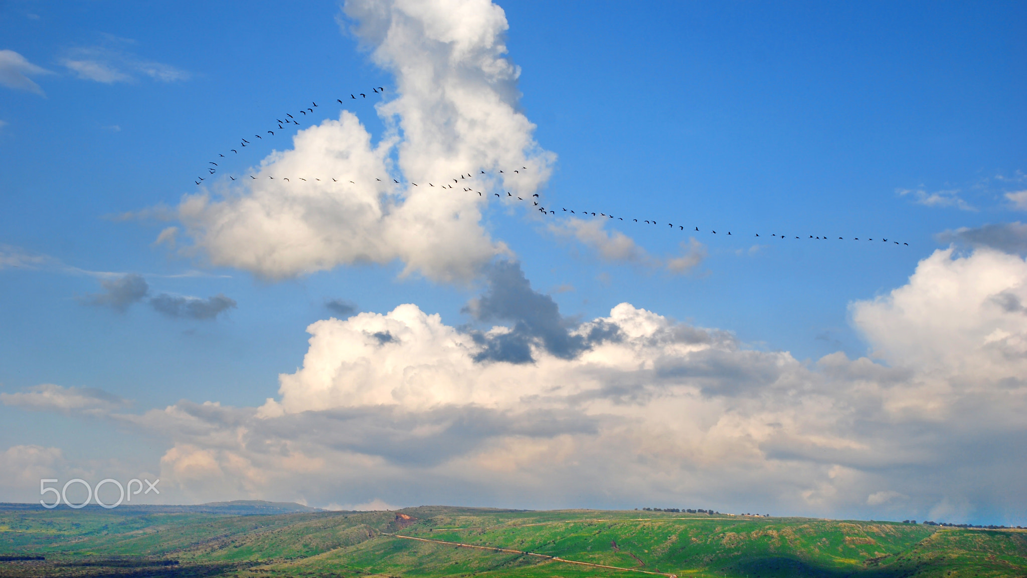 Bird Formation