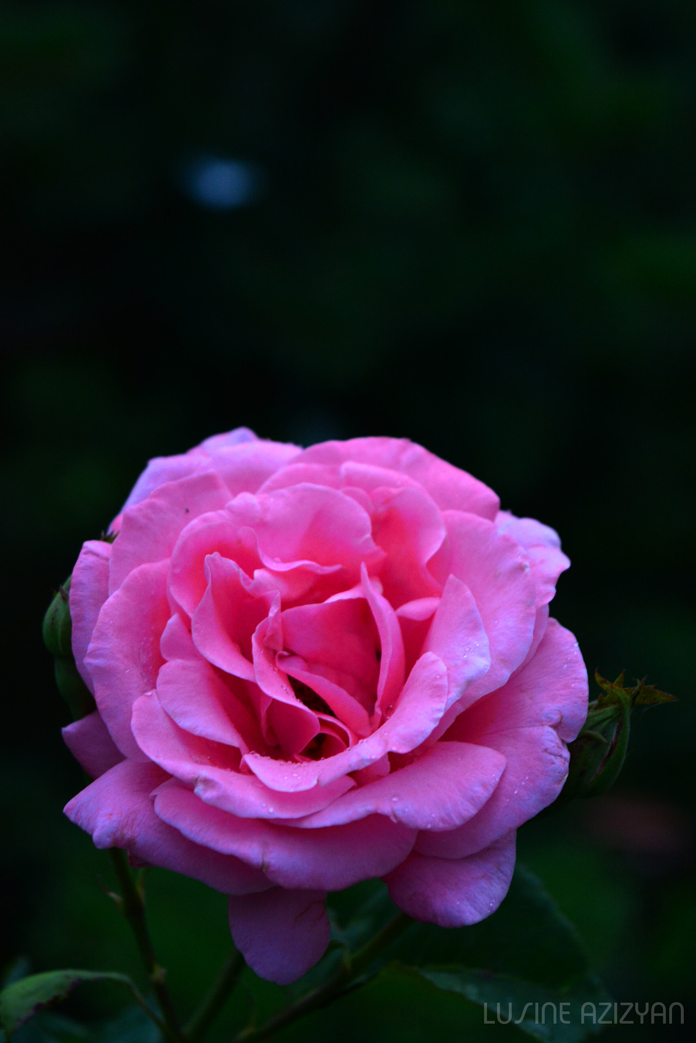 Nikon D5200 + AF Nikkor 50mm f/1.4 sample photo. The rose photography