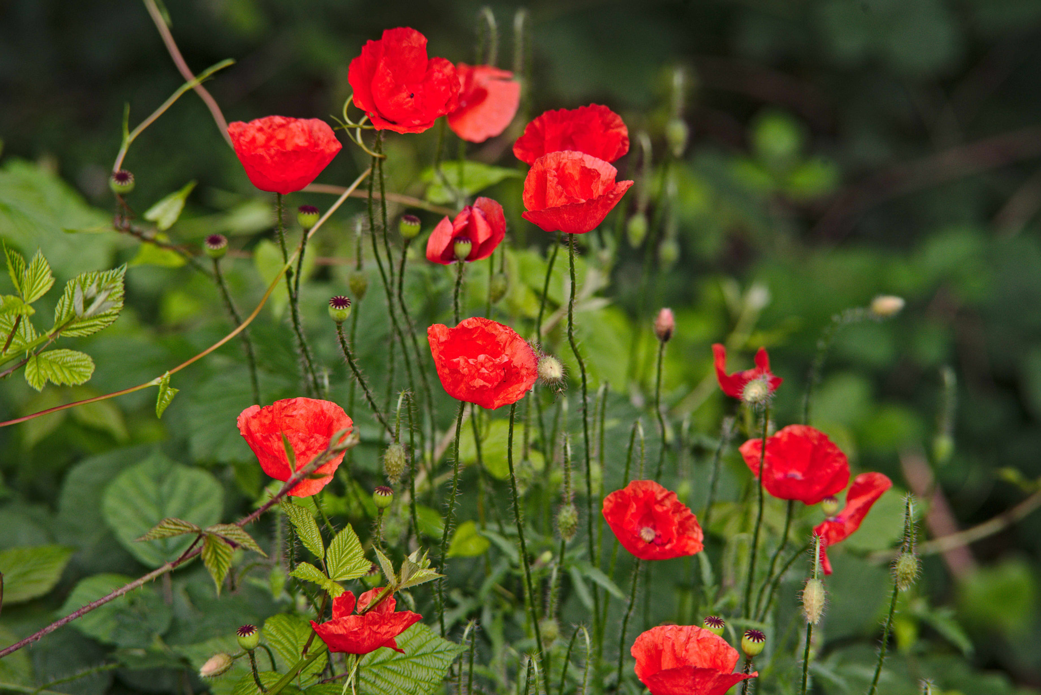 Nikon D800 + Manual Lens No CPU sample photo. Red poppy photography