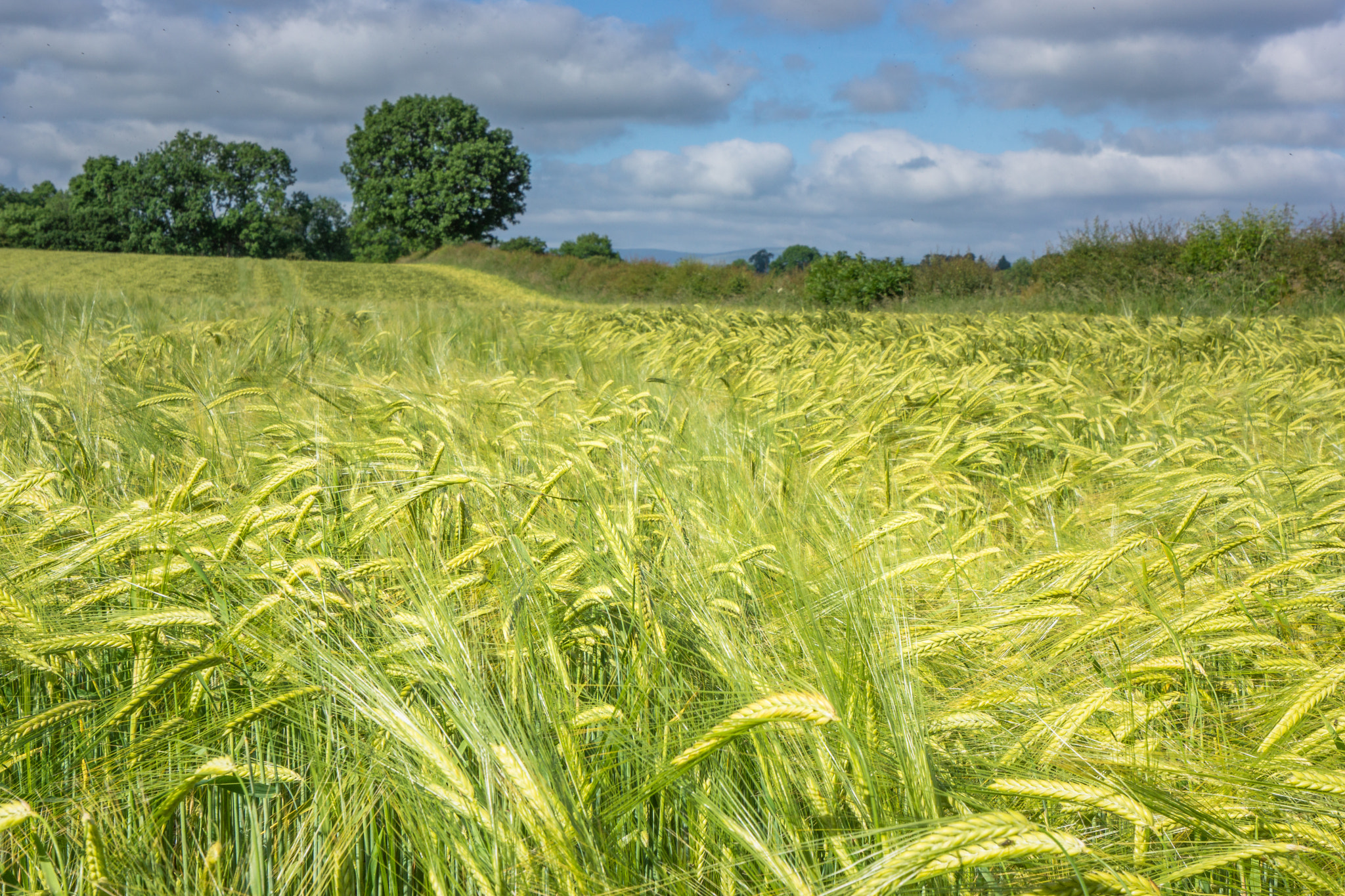 16-35mm F4 ZA OSS sample photo. Ripening barley photography