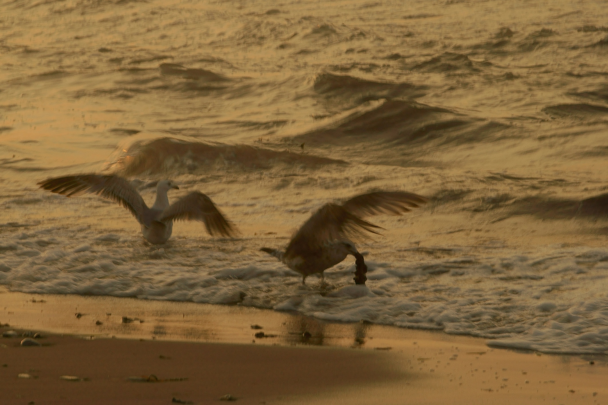 Tamron Lens (129) sample photo. Seagulls photography