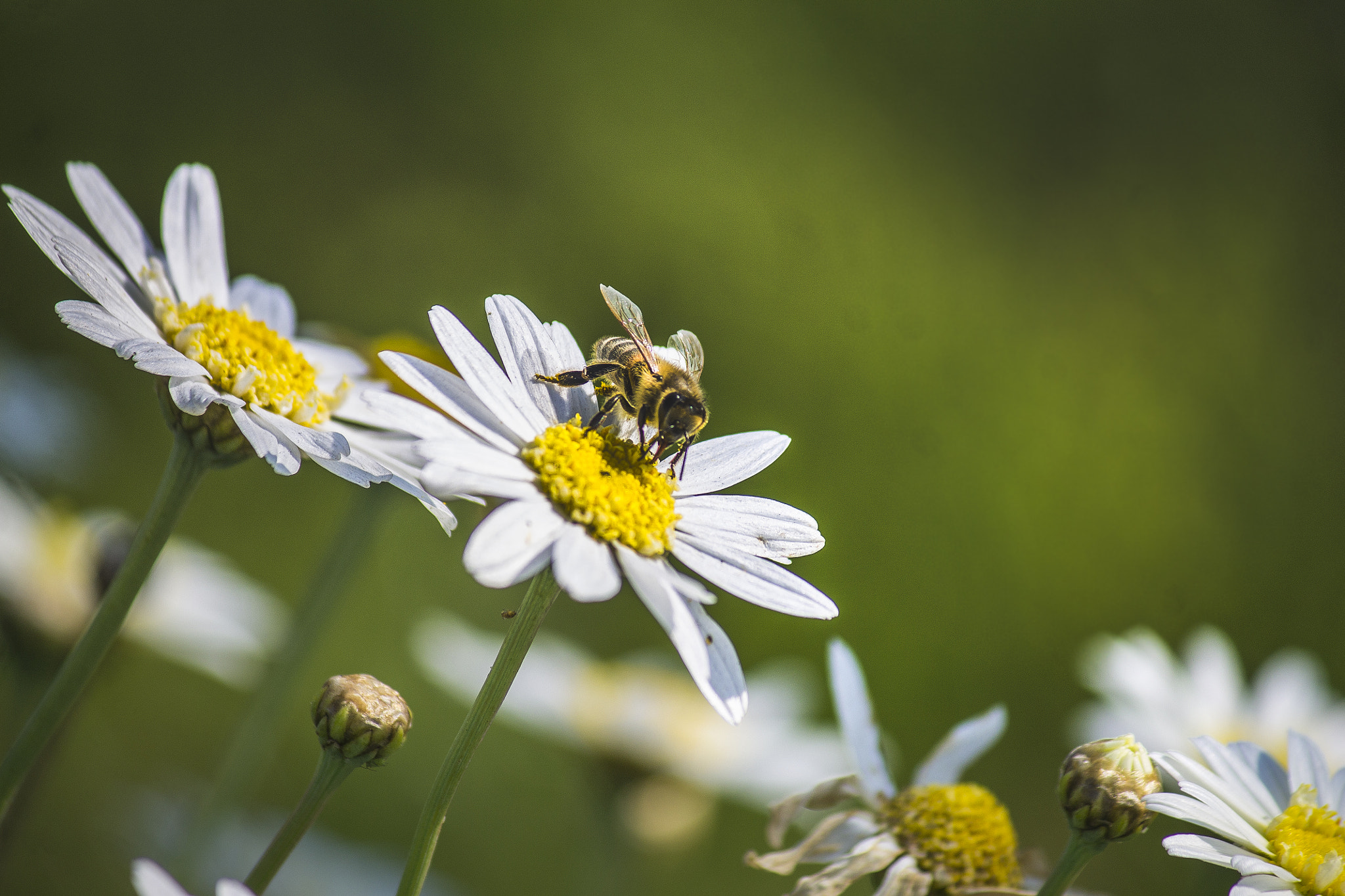 Canon EF-S 55-250mm F4-5.6 IS sample photo. Bee photography