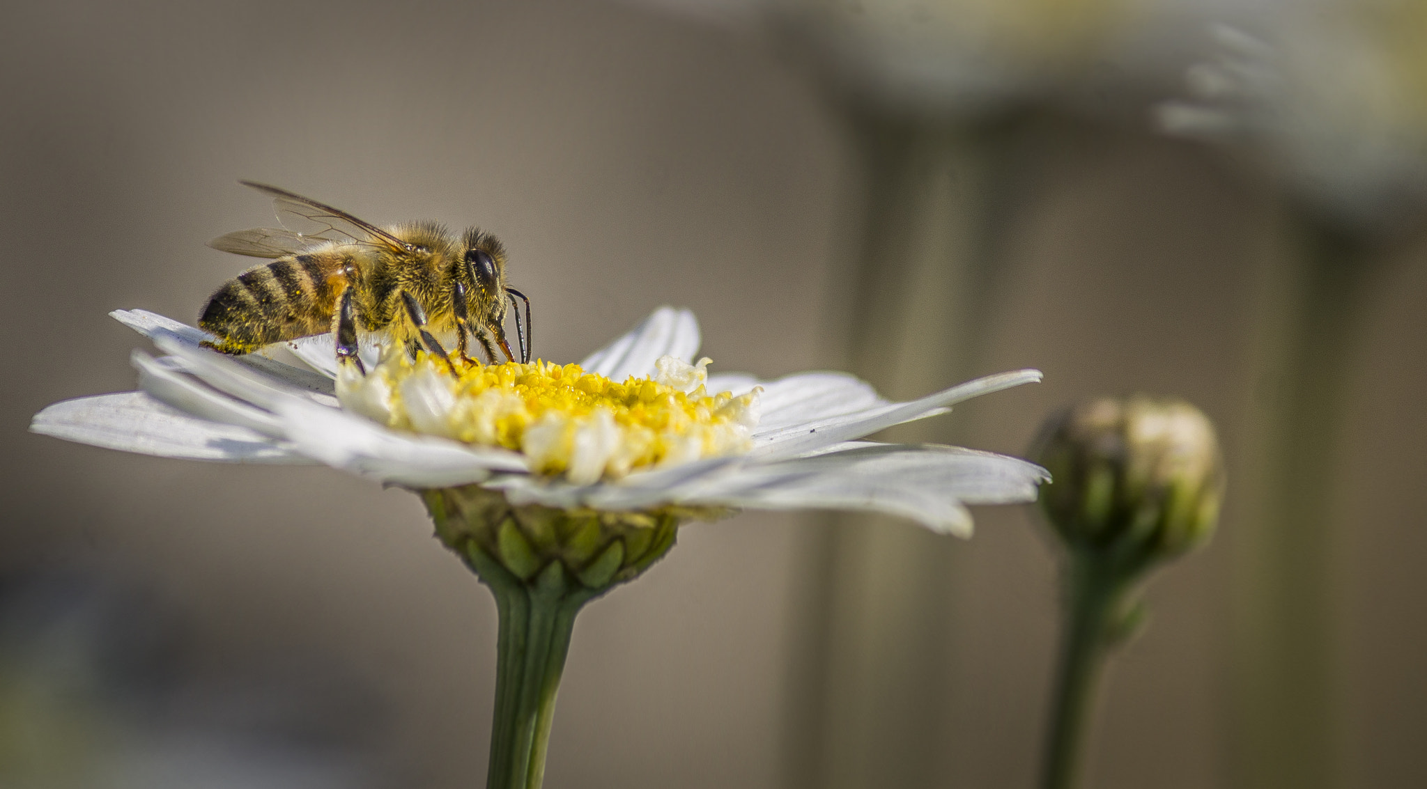 Canon EF-S 55-250mm F4-5.6 IS sample photo. Macro bee photography