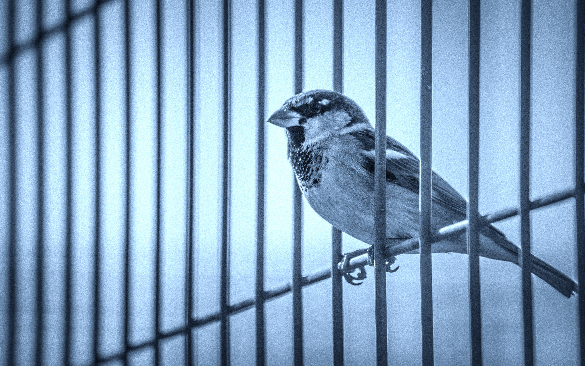 Canon EF-S 55-250mm F4-5.6 IS sample photo. Rebel bird photography